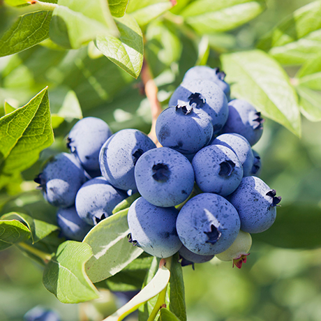 Blueberry bush in season.