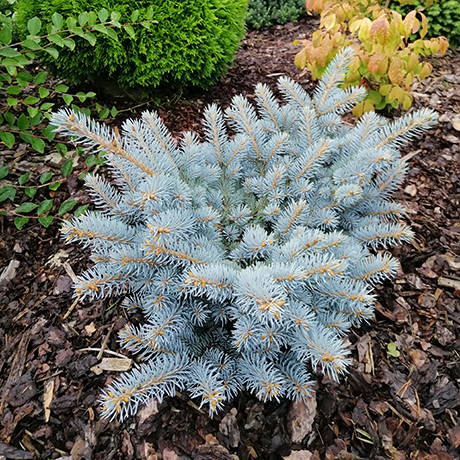 Beautiful blue seedling of spruce on a mulch bed with coniferous plants around it.