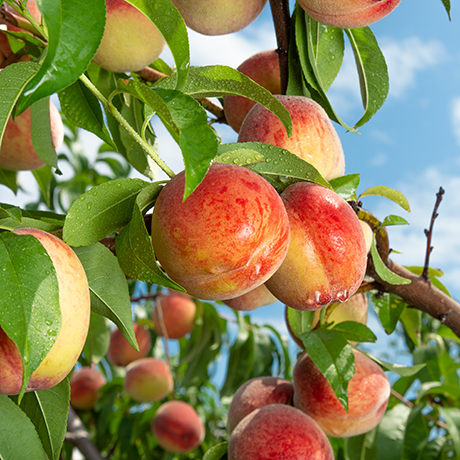A peach tree in season with beautiful ripe peaches ready to eat.
