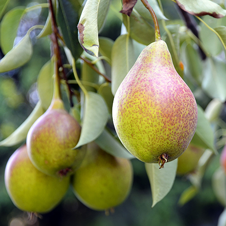 A pear tree in season with beautiful ripe pears ready to eat.