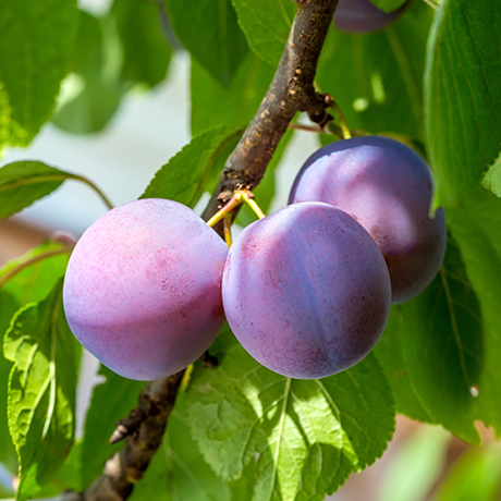 A plum tree in season with beautiful plums ready to eat.