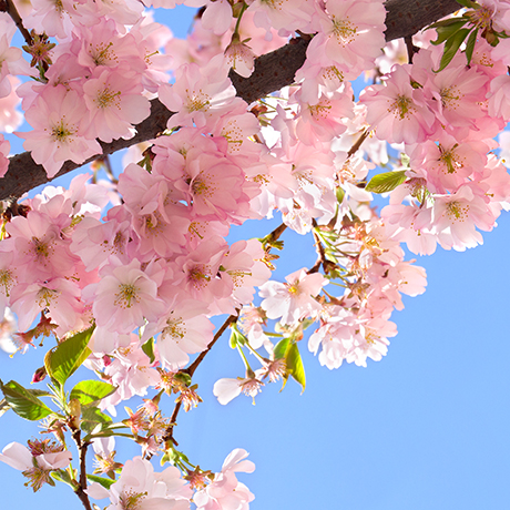 Blooming sakura tree with pink flowers and cherries on twigs in a garden on a spring day.
