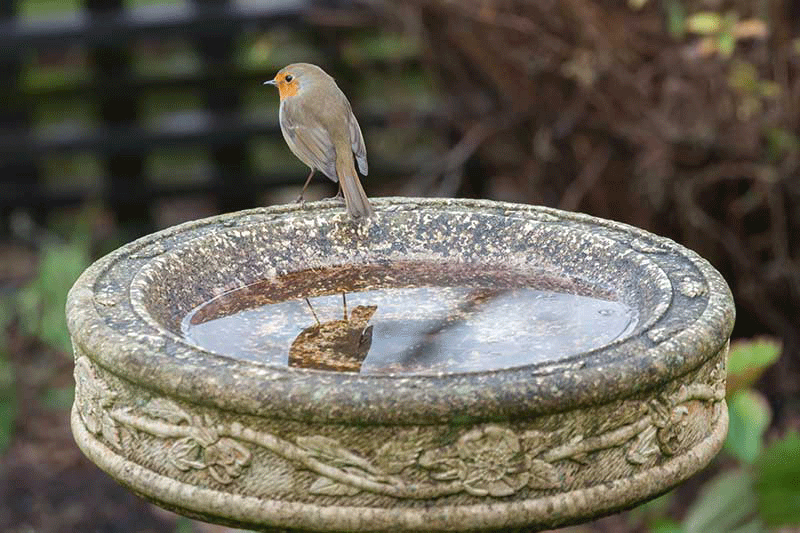 Un seul oiseau debout au bord d'un bain d'oiseaux.