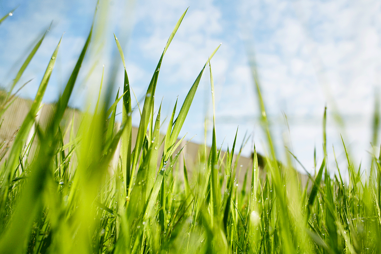 Une photo en gros plan de brins d'herbe sains