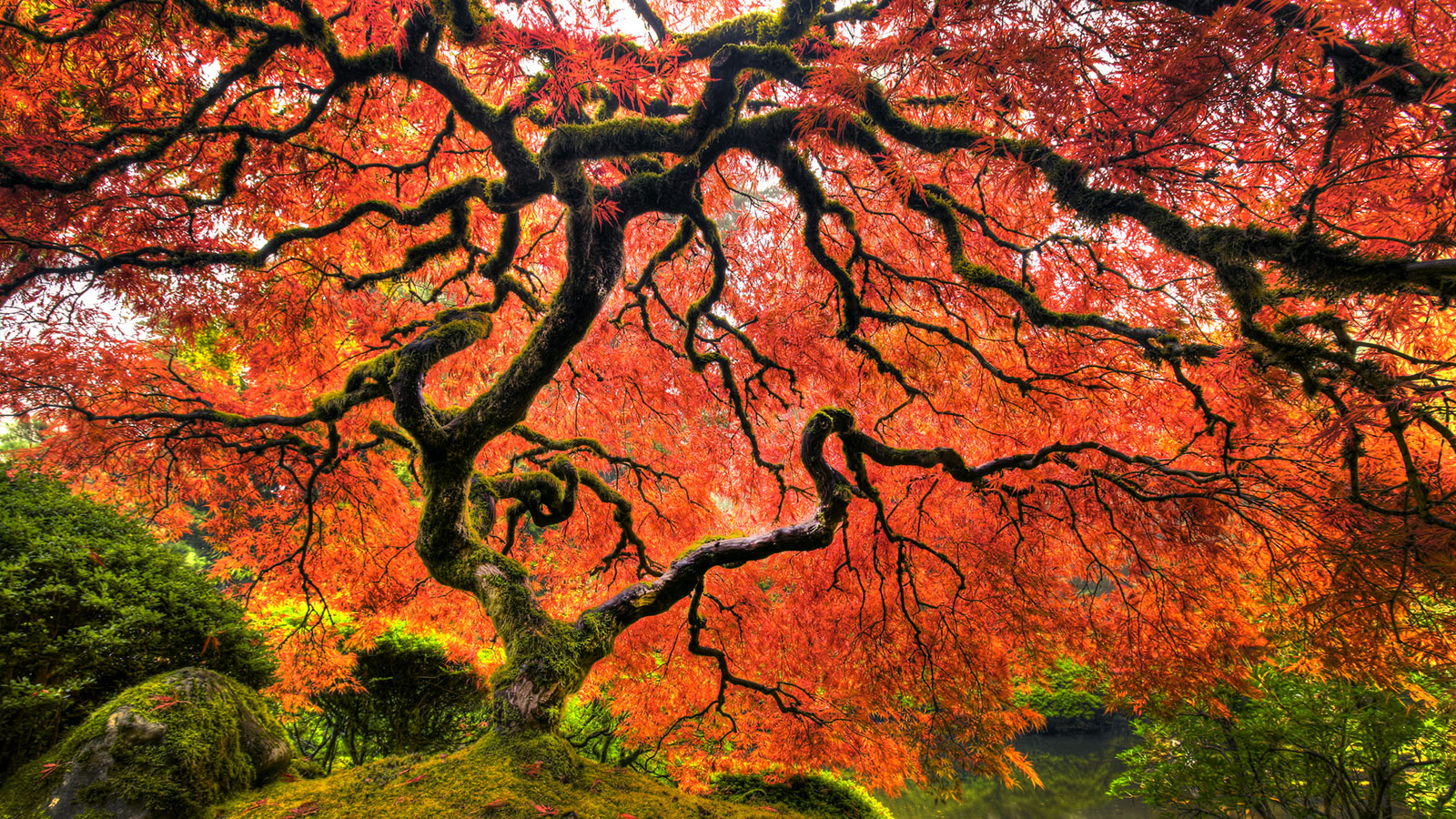A Japanese maple tree changing seasons.
