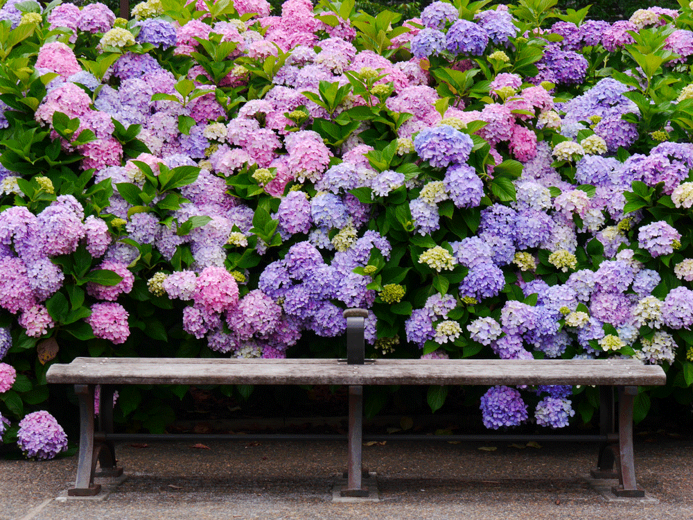 A bench located in front of purple and pink shrubbery.