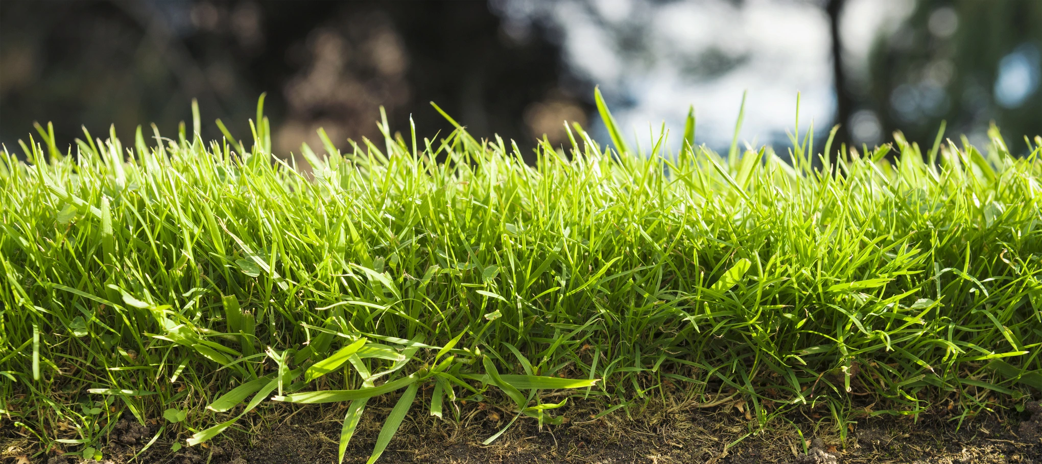 Achieve a lush green lawn with Sod by Sources Inc.