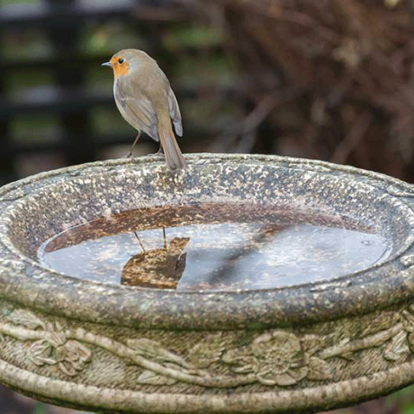 A single bird standing on the edge of a bird bath.