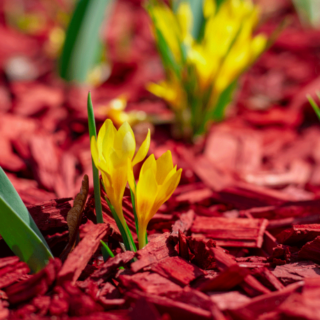 Le paillis peut ajouter de la beauté à n'importe quel jardin, avec un paillis rouge coloré comme cette fondation.