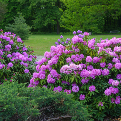 Multicolored shrubs with flowers in a park.