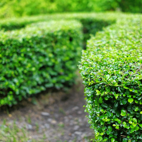 Hedge shrubs arranged in a pattern.