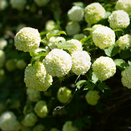 Une photo rapprochée d'arbustes à fleurs blanches.