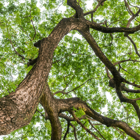 A tree with a sprawling and extending canopy.