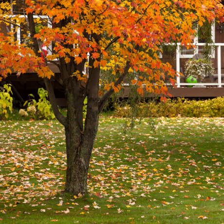 Un érable en train de changer de couleur à cause de l'automne, les feuilles sont tombées autour du sol.